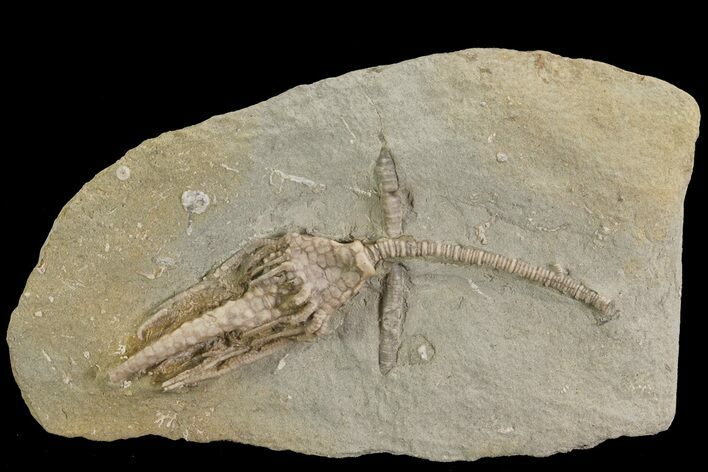 Macrocrinus Crinoid Fossil - Crawfordsville, Indiana #78252